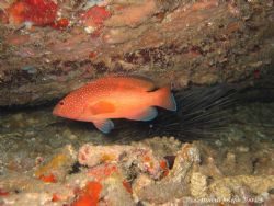 Rock Hind,taken on the Lesleen "M" Wreck with Canon IXUS ... by Marcus Joseph 